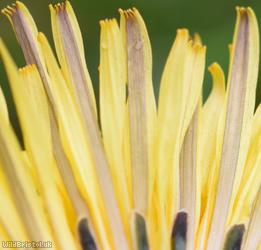 Green-stalked Dandelion