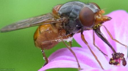 Grey-backed Snout Hoverfly