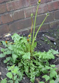 Crowded-lobed Dandelion