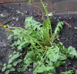 Crowded-lobed Dandelion