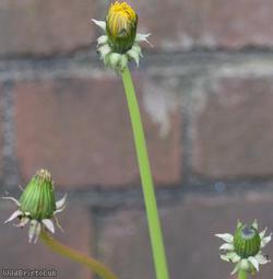 Crowded-lobed Dandelion