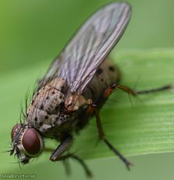 Tiger Coenosia
