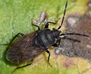 image for Drymus sylvaticus