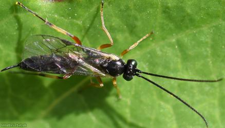 Tranosemella praerogator?