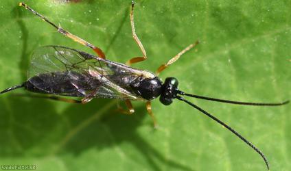 Tranosemella praerogator?