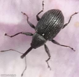 Willow Gall Weevil