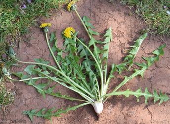 Pruinose-bracted Dandelion