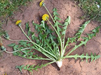 Pruinose-bracted Dandelion