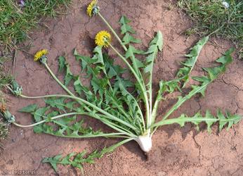 image for Pruinose-bracted Dandelion