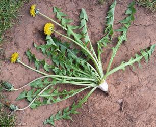 Pruinose-bracted Dandelion