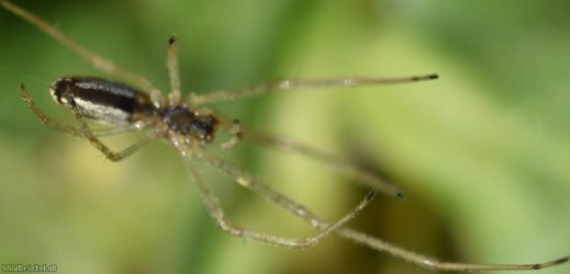 Pine-tree Stretch-spider