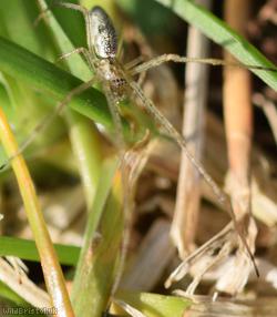 Pine-tree Stretch-spider