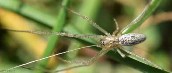 image for Pine-tree Stretch-spider