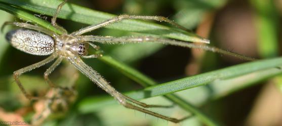 Pine-tree Stretch-spider
