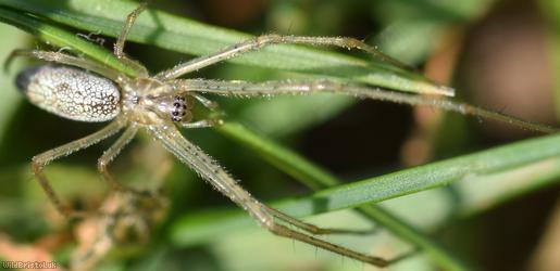 Pine-tree Stretch-spider