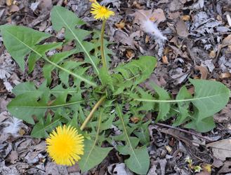 image for Ochre-styled Dandelion