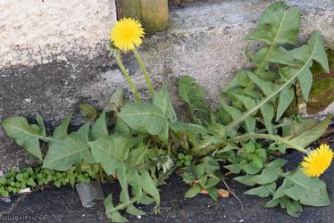 image for Large-headed Dandelion