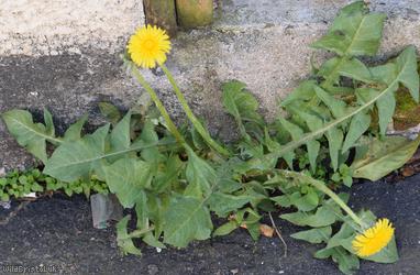 Large-headed Dandelion