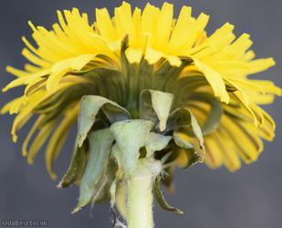 Large-headed Dandelion