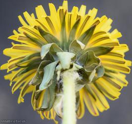 Large-headed Dandelion