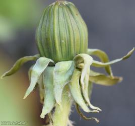 Large-headed Dandelion