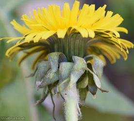 Large-headed Dandelion
