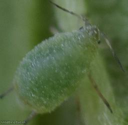 Small Raspberry Aphid