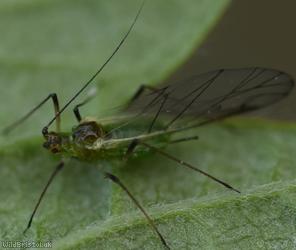 Blackberry Aphid