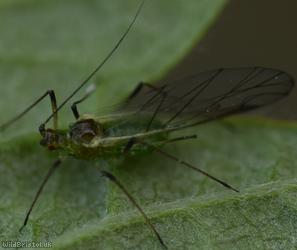 Blackberry Aphid
