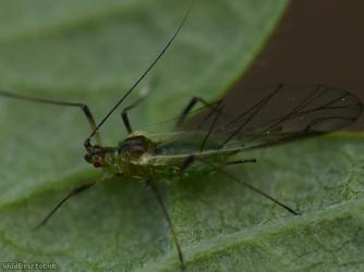 Blackberry Aphid