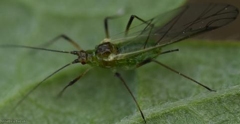 Blackberry Aphid