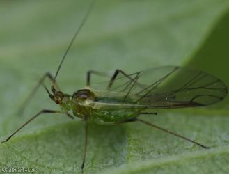 Blackberry Aphid