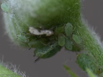 Small Raspberry Aphid