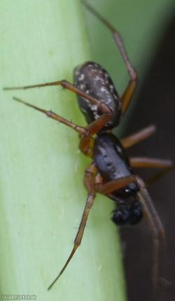 Neriene clathrata
