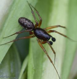 Neriene clathrata