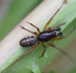Neriene clathrata
