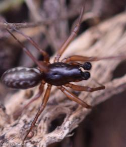 Neriene clathrata
