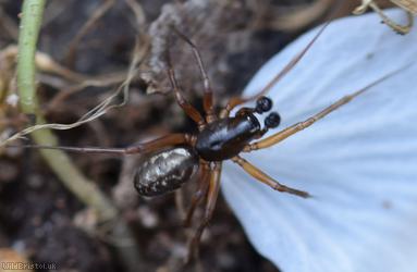 Neriene clathrata