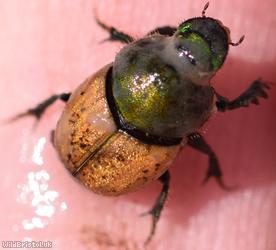 Metallic Horned Dung Beetle