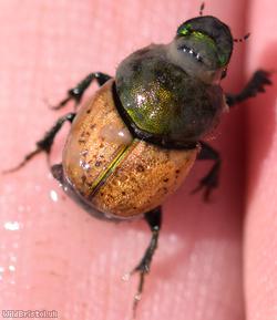 Metallic Horned Dung Beetle