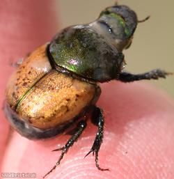 Metallic Horned Dung Beetle