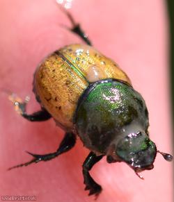 Metallic Horned Dung Beetle