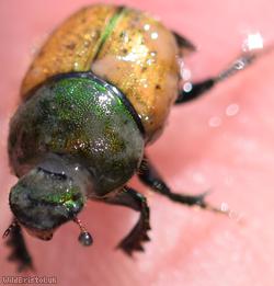 Metallic Horned Dung Beetle