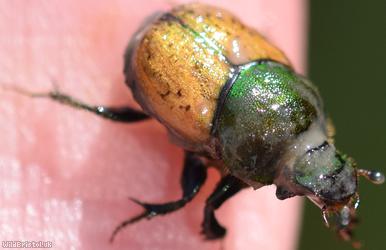 Metallic Horned Dung Beetle