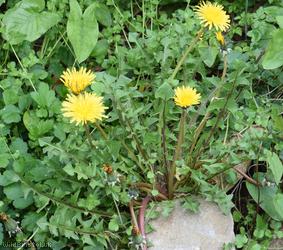 Western Dandelion