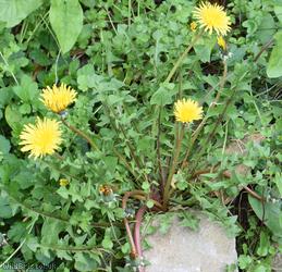 Western Dandelion
