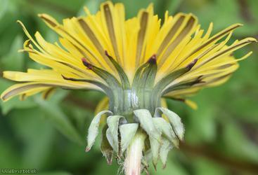 Western Dandelion