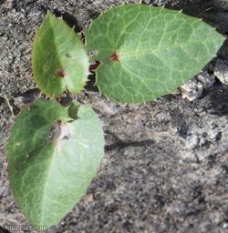 image for Corsican Hellebore
