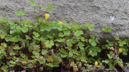 image for Least Yellow-sorrel