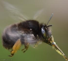 Hairy-footed Flower Bee